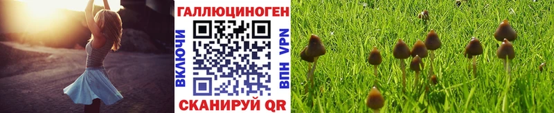 что такое наркотик  Кедровый  Галлюциногенные грибы GOLDEN TEACHER 